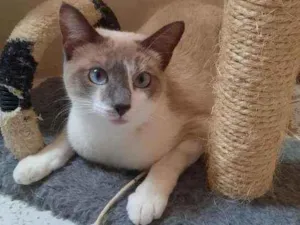 Gato raça  idade 2 a 6 meses nome Meg
