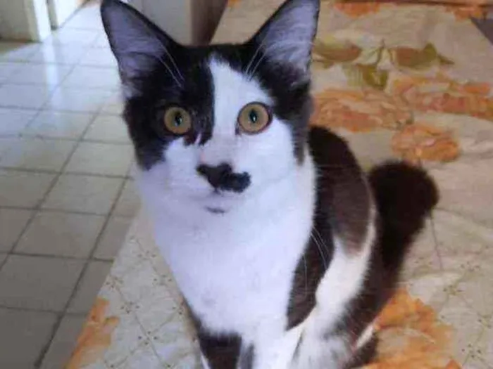 Gato ra a  idade 2 a 6 meses nome Bigodinho