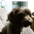 Cacau