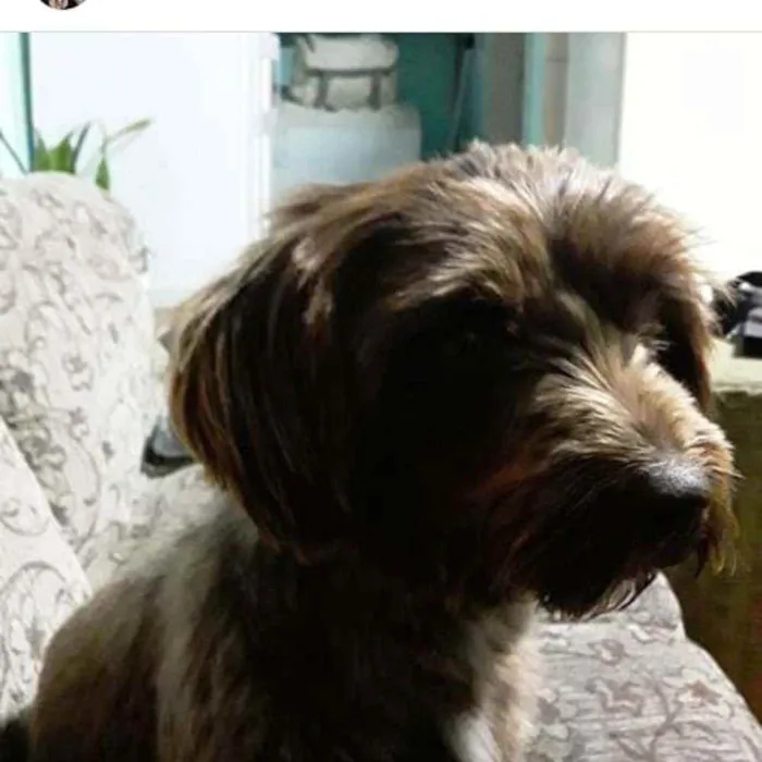 Cachorro ra a Vira lata idade 1 ano nome Cacau