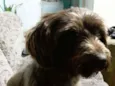 Cacau