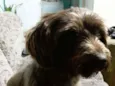 Cacau