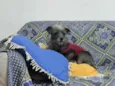 Bartô