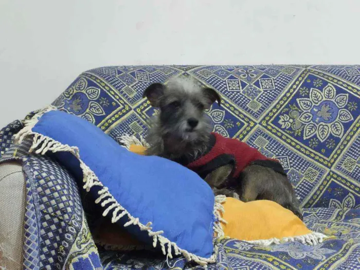 Cachorro raça Não tem idade 6 ou mais anos nome Bartô