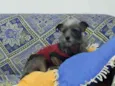 Bartô