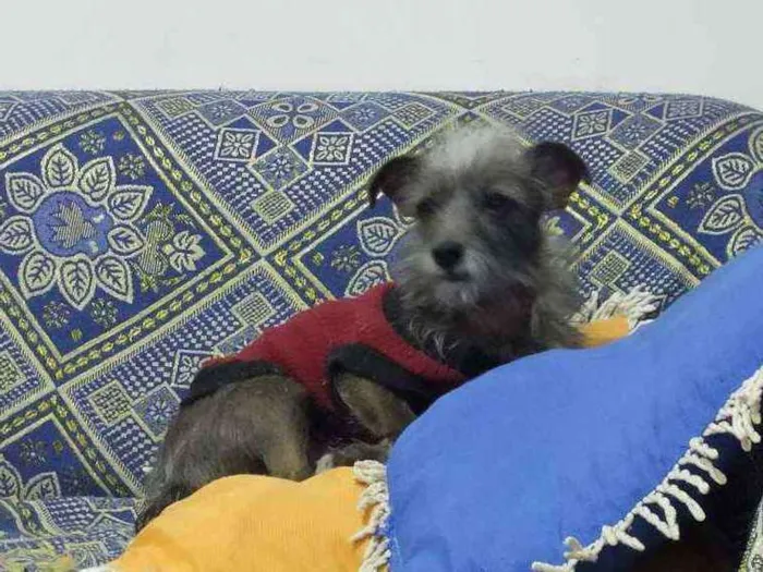 Cachorro raça Não tem idade 6 ou mais anos nome Bartô