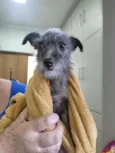 Bartô