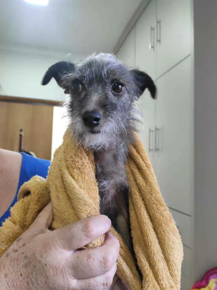 Cachorro raça Não tem idade 6 ou mais anos nome Bartô