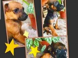 Cachorro ra a viralata com pincher  idade Abaixo de 2 meses nome sem nome