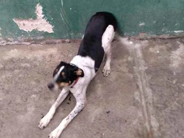 Cachorro raça Virá lata idade 7 a 11 meses nome Lilo