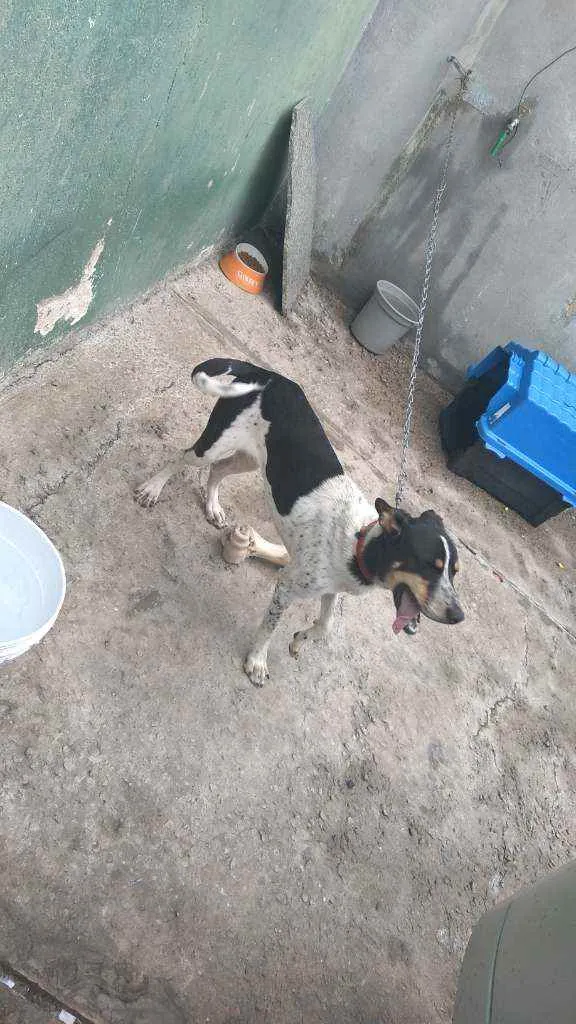 Cachorro raça Virá lata idade 7 a 11 meses nome Lilo