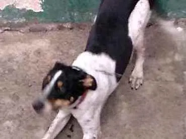 Cachorro raça Virá lata idade 7 a 11 meses nome Lilo