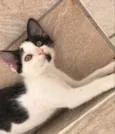 Frajolinha