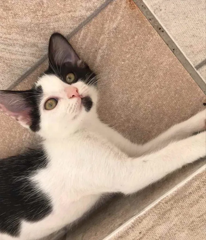 Gato ra a SRD idade 2 a 6 meses nome Frajolinha