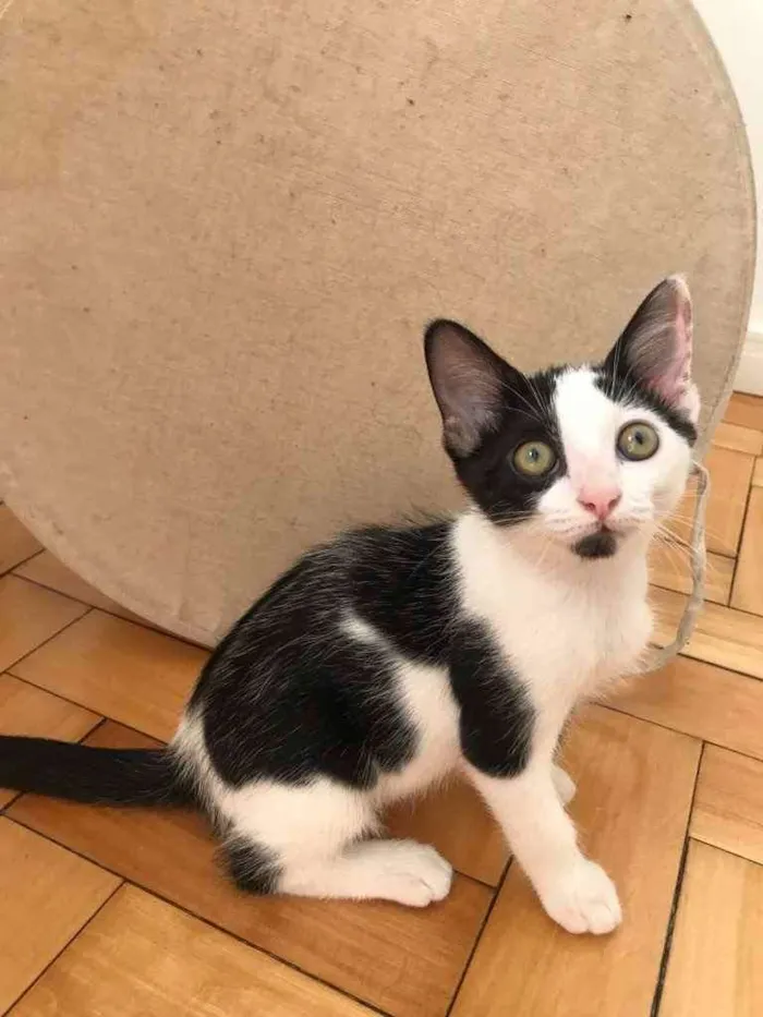 Gato ra a SRD idade 2 a 6 meses nome Frajolinha