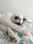 Frajolinha