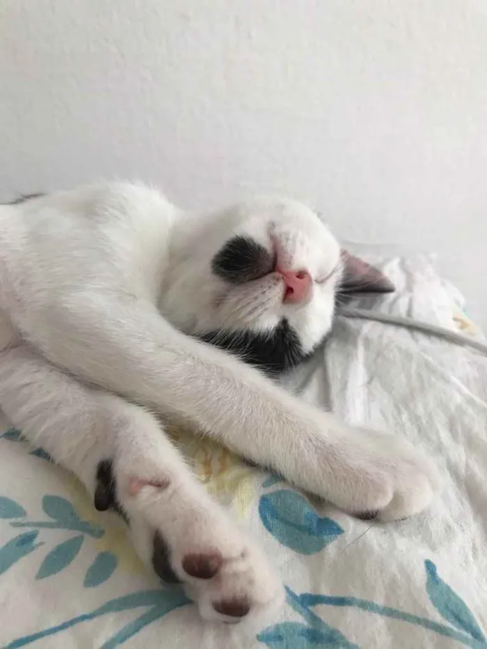 Gato ra a SRD idade 2 a 6 meses nome Frajolinha