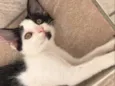Frajolinha