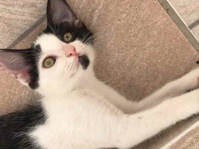 Gato ra a SRD idade 2 a 6 meses nome Frajolinha