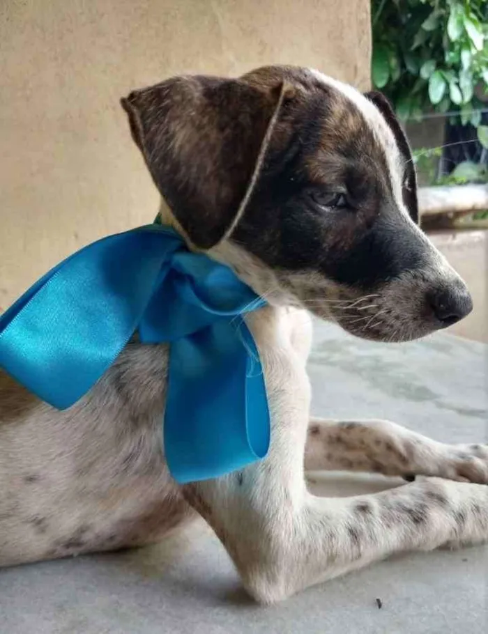 Cachorro ra a SRD idade 2 a 6 meses nome Eros
