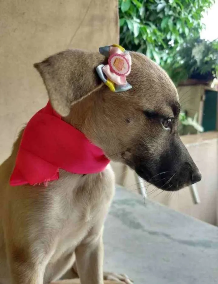 Cachorro ra a SRD idade 2 a 6 meses nome Azaléia