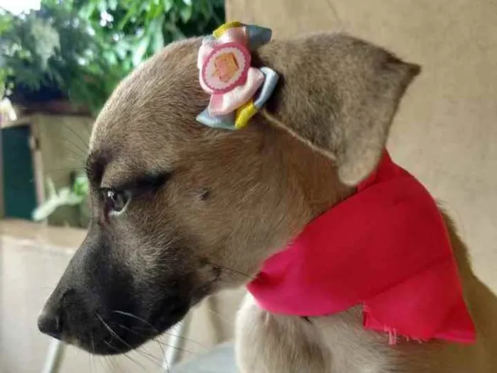 Cachorro ra a SRD idade 2 a 6 meses nome Azaléia