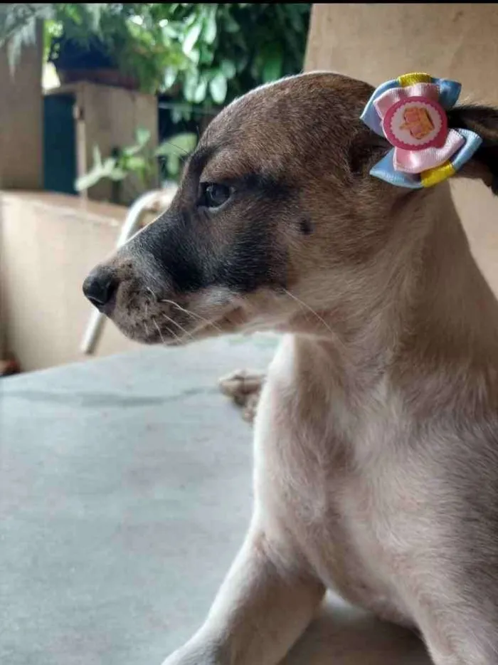 Cachorro ra a SRD idade 2 a 6 meses nome Liz
