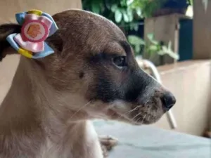 Cachorro raça SRD idade 2 a 6 meses nome Liz