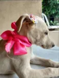 Jasmim