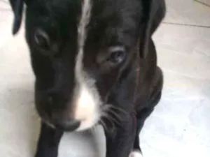 Cachorro raça Vira lata idade Abaixo de 2 meses nome Thor