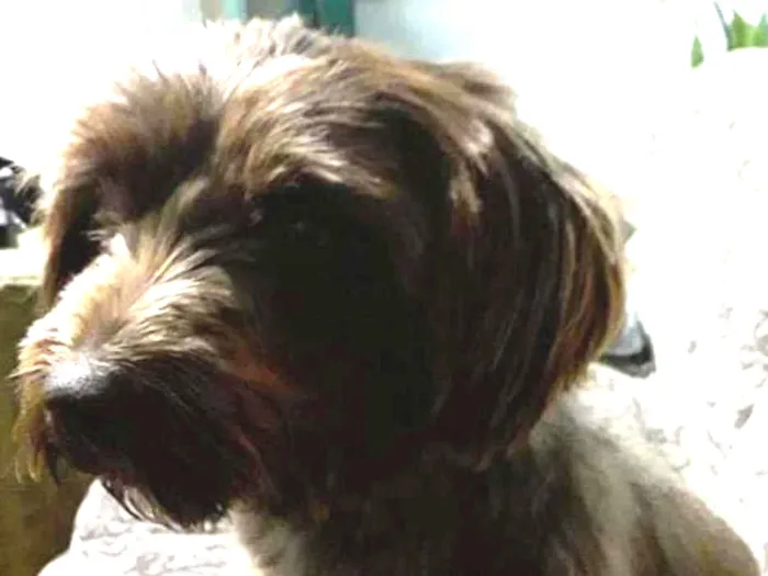 Cachorro ra a Vira lata idade 1 ano nome Cacau