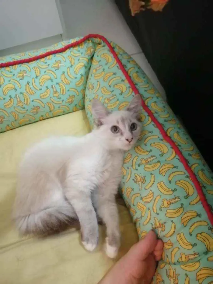 Gato ra a SRD idade 2 a 6 meses nome ...