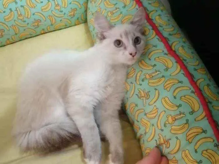 Gato ra a SRD idade 2 a 6 meses nome ...