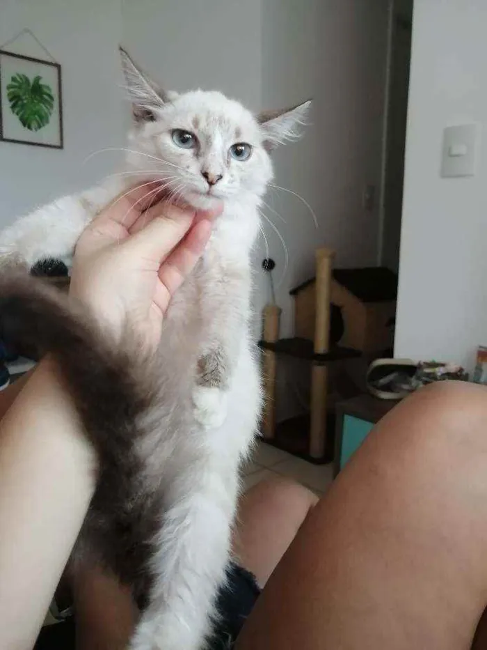Gato ra a SRD idade 2 a 6 meses nome ...