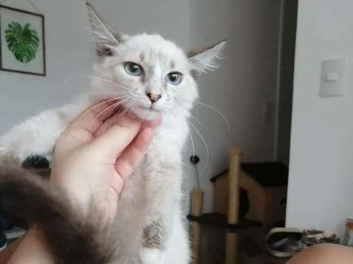 Gato ra a SRD idade 2 a 6 meses nome ...