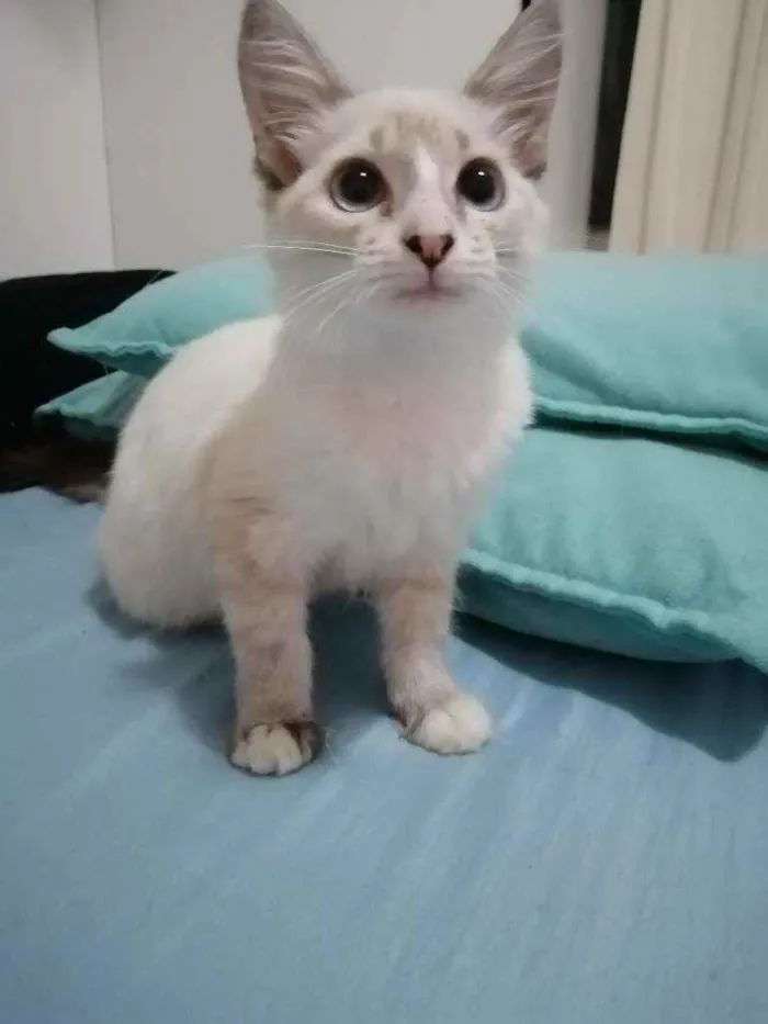 Gato ra a SRD idade 2 a 6 meses nome ...