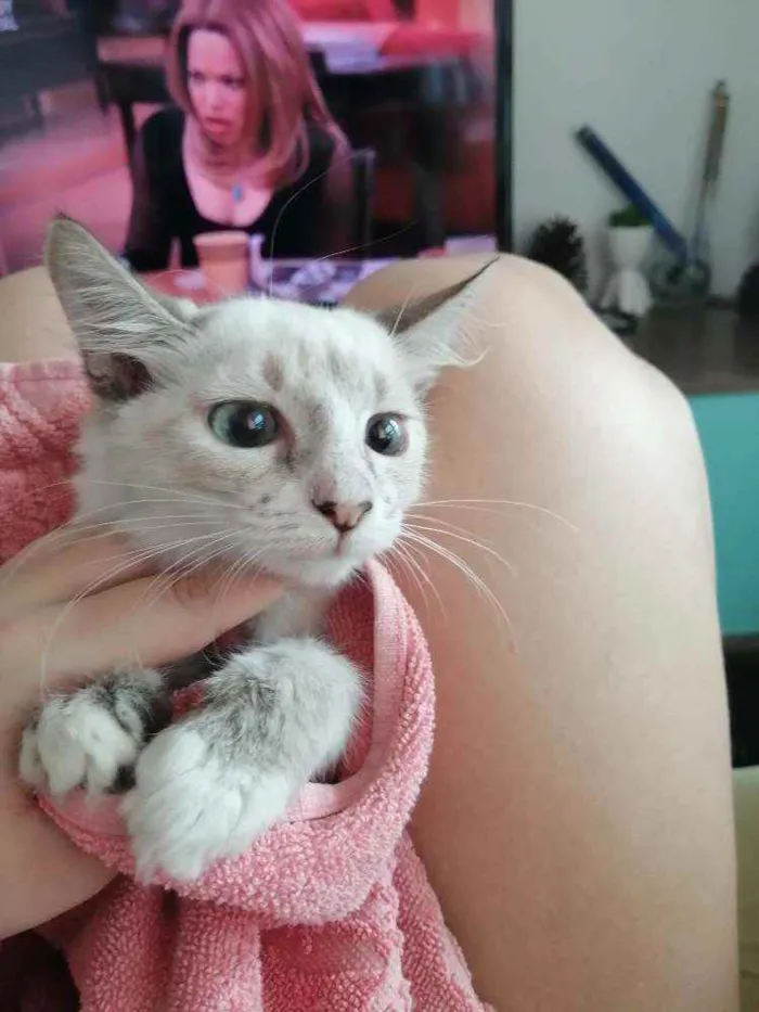Gato ra a SRD idade 2 a 6 meses nome ...