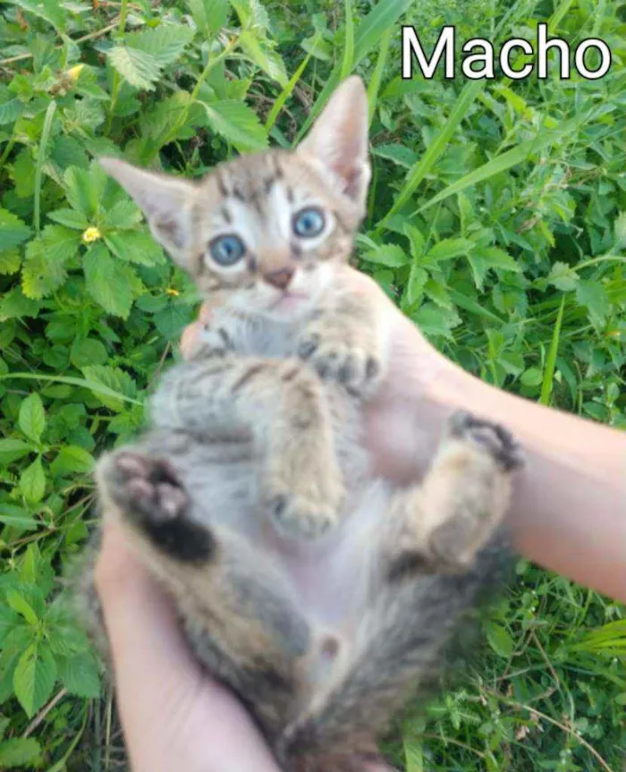 Gato ra a SEM RAÇA DEFINIDA.  idade Abaixo de 2 meses nome SEM NOME. 