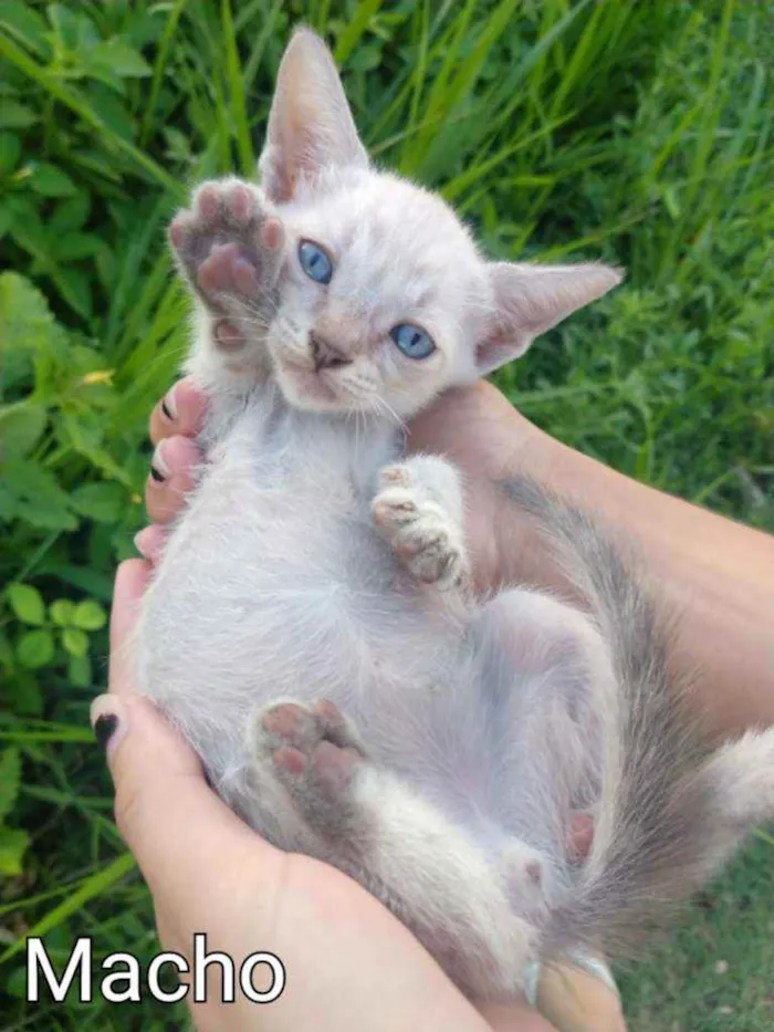 Gato ra a SEM RAÇA DEFINIDA.  idade Abaixo de 2 meses nome SEM NOME. 