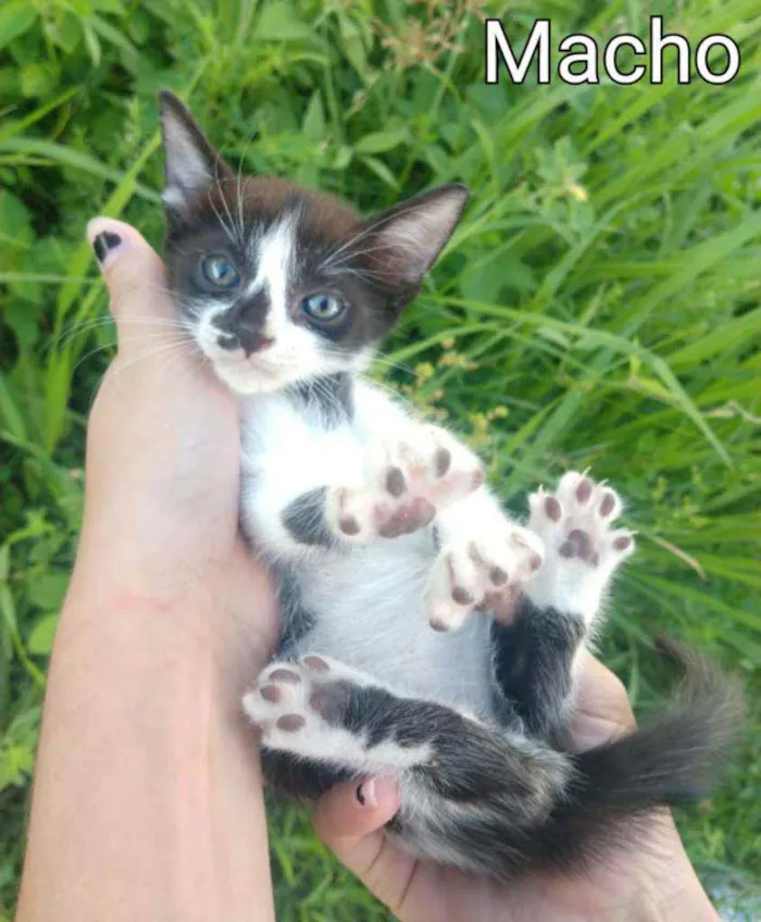 Gato ra a SEM RAÇA DEFINIDA.  idade Abaixo de 2 meses nome SEM NOME. 