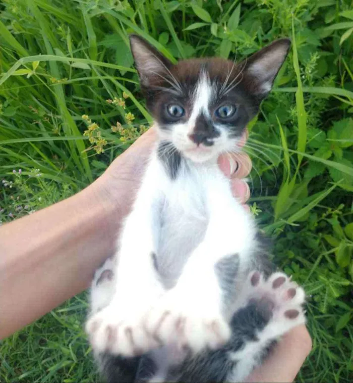 Gato ra a SEM RAÇA DEFINIDA.  idade Abaixo de 2 meses nome SEM NOME. 