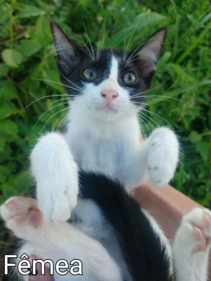 Gato ra a SEM RAÇA DEFINIDA.  idade 2 a 6 meses nome SEM NOME. 