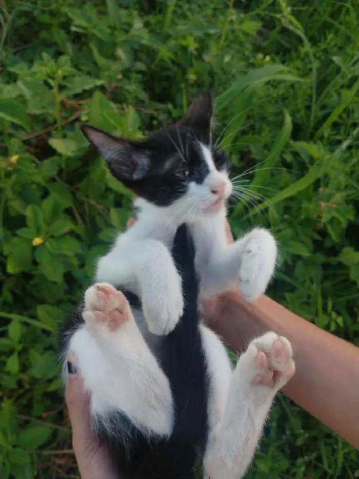 Gato ra a SEM RAÇA DEFINIDA.  idade 2 a 6 meses nome SEM NOME. 