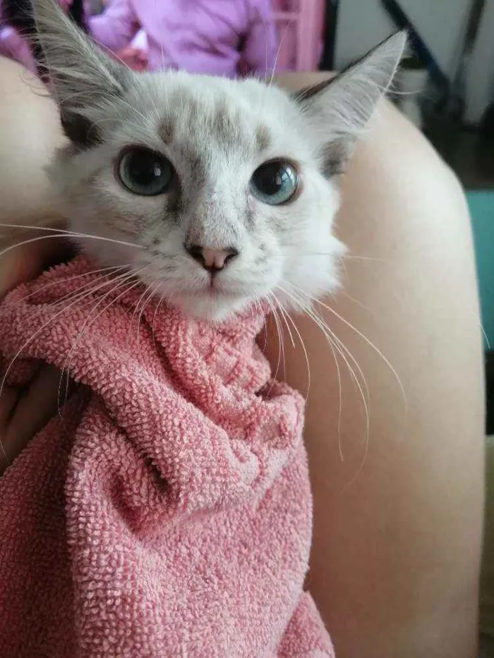 Gato ra a SRD idade 2 a 6 meses nome ...