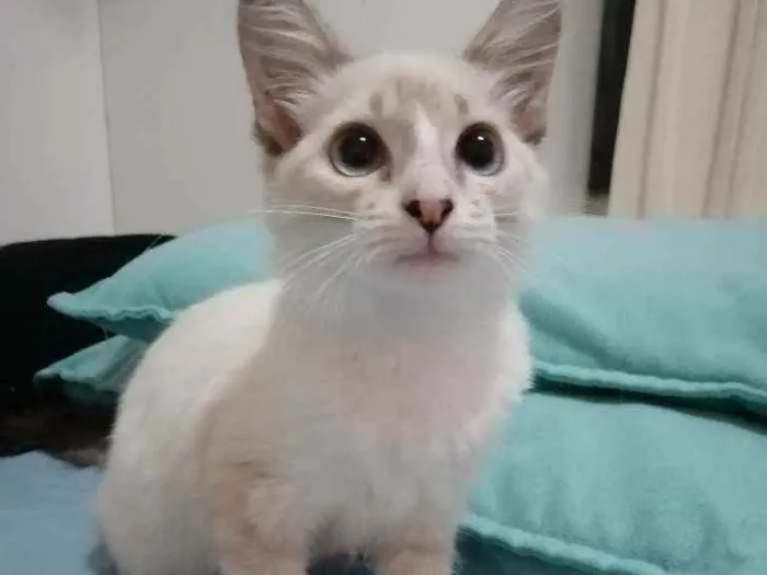 Gato ra a SRD idade 2 a 6 meses nome ...