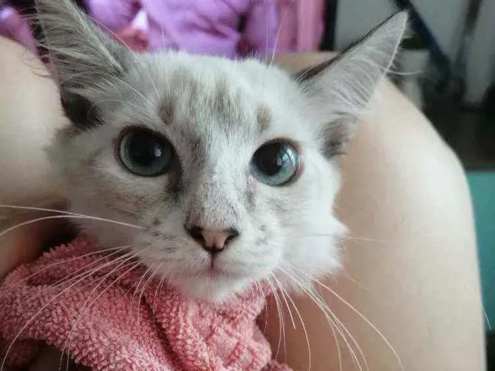 Gato ra a SRD idade 2 a 6 meses nome ...