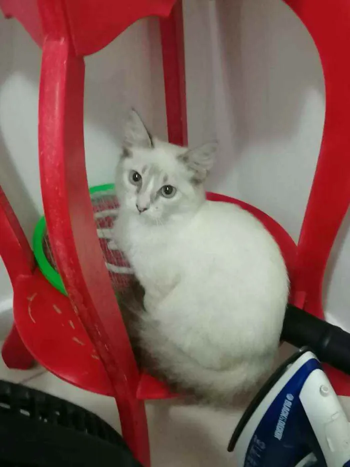 Gato ra a SRD idade 2 a 6 meses nome ...