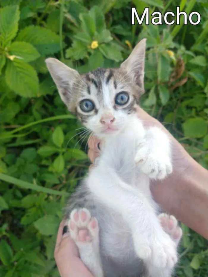 Gato ra a SEM RAÇA DEFINIDA.  idade Abaixo de 2 meses nome SEM NOME. 