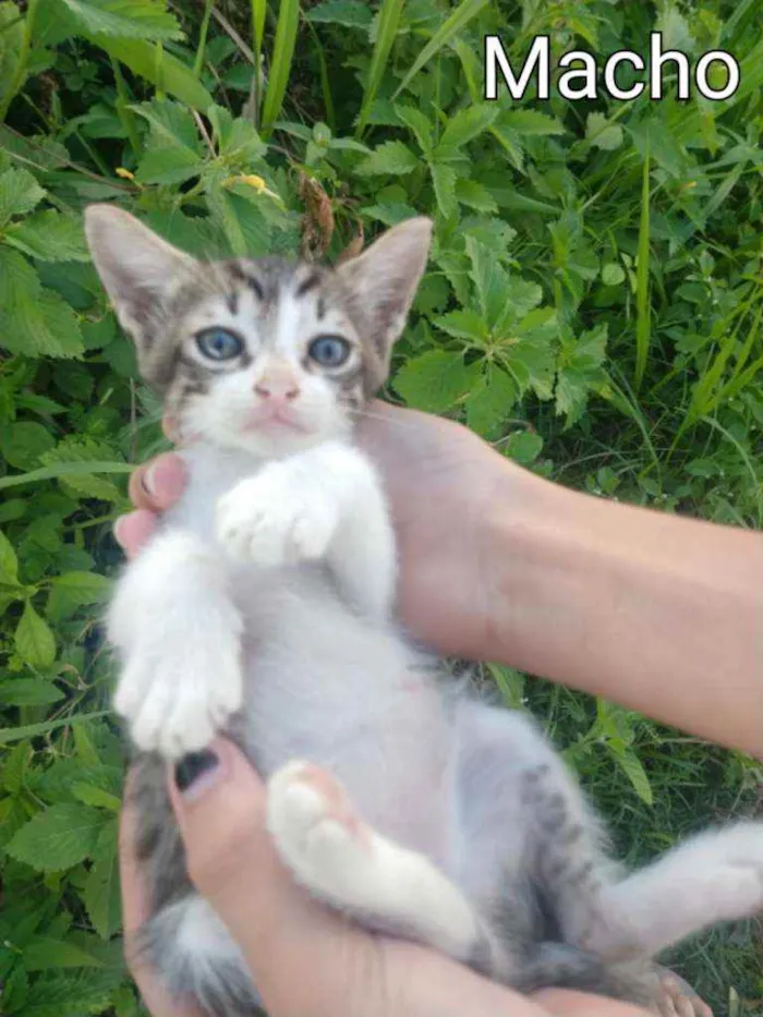 Gato ra a SEM RAÇA DEFINIDA.  idade Abaixo de 2 meses nome SEM NOME. 