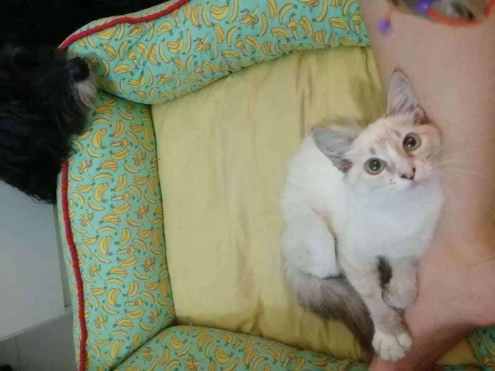 Gato ra a SRD idade 2 a 6 meses nome ...